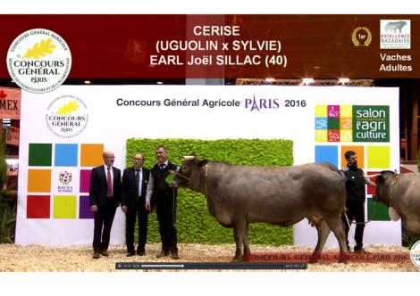 1er prix race bazadaise concours general paris 2016 cerise