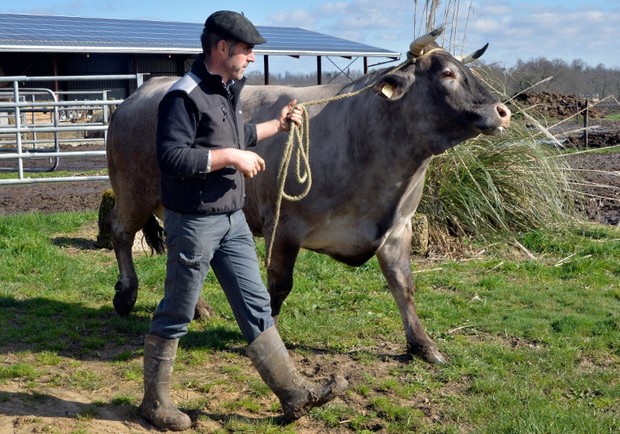 Joel-Sillac-et-sa-vache-Cerise16-fevrier-2016-a-Perquie_afp-article